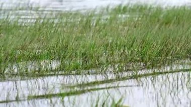 Guadalix rezervuarındaki su akıntılarıyla taşınan su bitkileri, Madrid