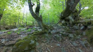 Büyük ağaç gövdeleri ile kayın ormanları yosun, Somosierra, İspanya