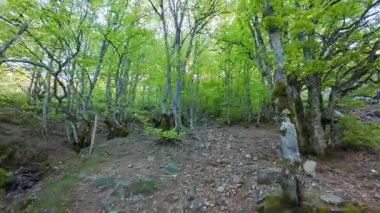 Büyülü ağaçlarla dolu büyülü bir ortam, Somosierra, İspanya