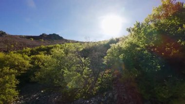 Güneş, şafak vakti, mavi gökyüzü ile ağaçların dallarından doğuyor.