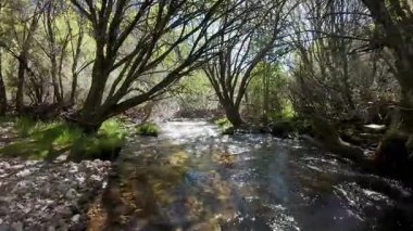 Madrid, Guadarrama dağlarındaki büyülü bir ormanın ağaçlarının arasından akan bir dere.