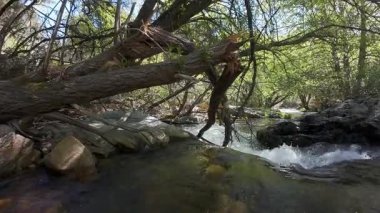 Dağdan inen kristal berrak sular, insansız hava aracının dalların arasından geçişi, Guadarrama, Madrid.