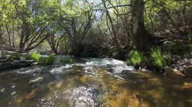 Madrid, Guadarrama dağlarındaki büyülü bir ormanın ağaçlarının arasından akan bir dere.