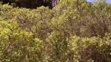 Somosierra dağlarında etkileyici kaya oluşumlarını saklayan yeşil ağaçlar.