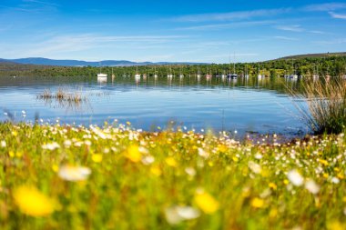 Güneşli bir yaz gününde Madrid 'deki Atazar barajında kıyı şeridinde bir sürü çiçek var.
