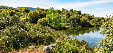 Madrid 'deki Atazar Gölü' nün yanında muhteşem bahar ve yaz çiçekleri.
