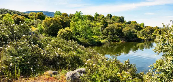 Madrid 'deki Atazar Gölü' nün yanında muhteşem bahar ve yaz çiçekleri.