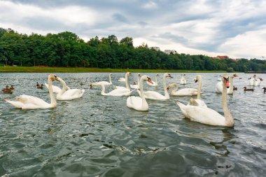 Slovenya 'nın Maribor kentini geçen Drava Nehri' ndeki Kuğular