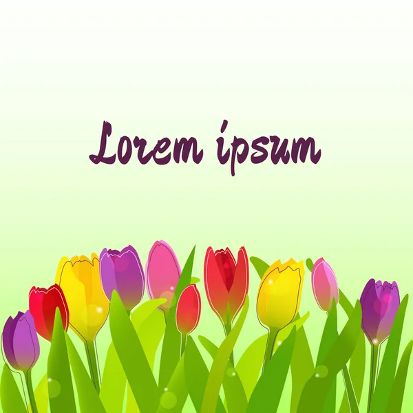 Tavaszi Tulipán Háttér Vektoros Illusztráció — Stock Vector