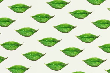 Taze yeşil yapraklar, arka planlar, yaratıcı doğal desenler. Güzellik hizmetleri ilham verici bir düzenleme.