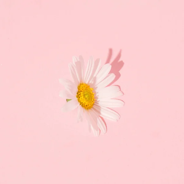Single daisy flower against pastel pink background. Minimal aesthetic floral layout.