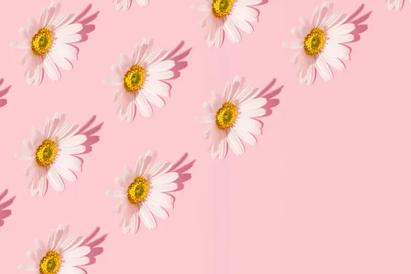 Gänseblümchen Blumen Romantisches Blumenmuster Mit Kreativem Kopierraum Pastellrosa Hintergrund — Stockfoto