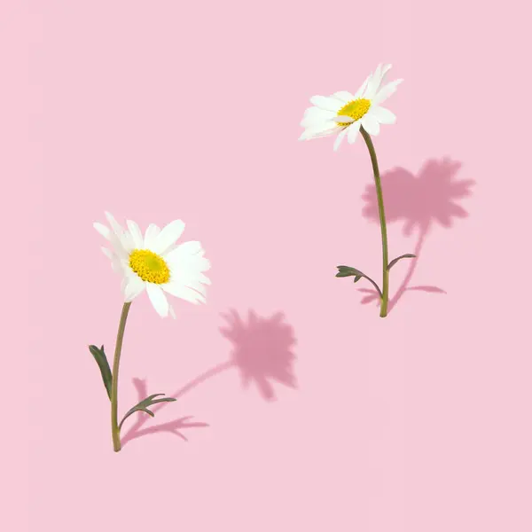 Daisy flowers, creative minimal spring concept, romantic couple.