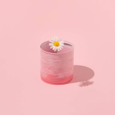 Teneke kutuda tek papatya çiçeği, yaratıcı estetik romantik düzen, pastel pembe arka plan. İlkbahar Minimum Çiçek Fikri.