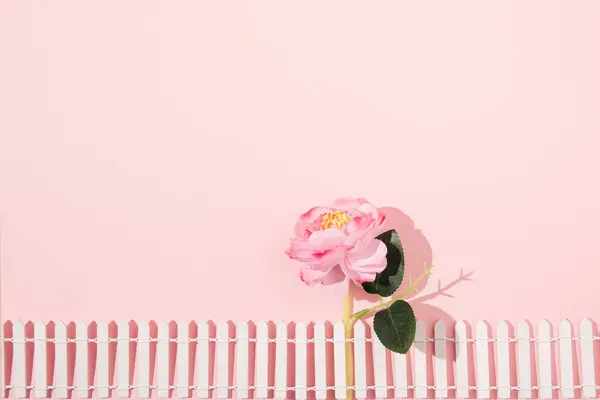 Soft pink rose behind a white wooden fence, creative floral concept, minimalism on a pastel background.