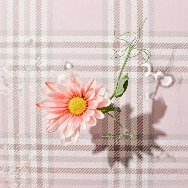 Pink daisy flower against pastel beige tartan pattern blanket, creative spring picnic composition.