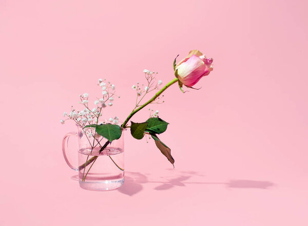 Pink rose flower in glass vase on pink background.