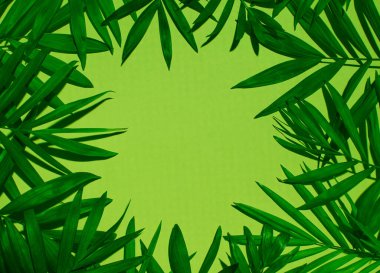 Parlak yeşil arkaplan, palmiye yapraklarıyla sınırlandırılmış yaratıcı kopya alanı, yaz, tropikal yerleşim.