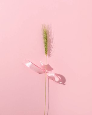 Esrar bitkisi pastel pembe arka planda izole edilmiş.