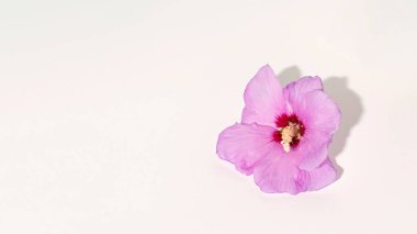 Beyaz arka planda sersemlemiş zarif yaz bahçesi çiçeği, yaratıcı kopya alanı, minimal çiçek kompozisyonu