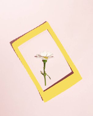 Fotoğraf çerçevesinde tek bahçe çiçeği, ilkbahar konsepti.