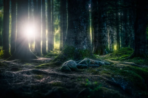 Licht Het Sprookjesbos Herfst — Stockfoto