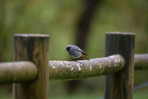 Bird Wooden Fence Rain — Stock Photo, Image