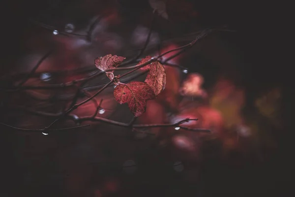 Őszi Levelek Esőben — Stock Fotó