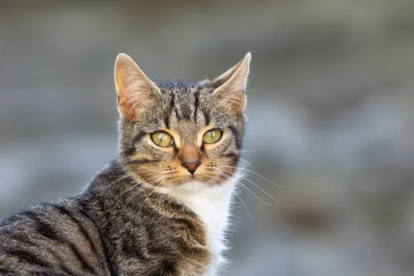 Närbild Porträtt Ung Katt — Stockfoto