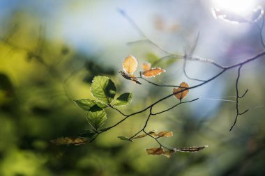 Ormanın çevresi Sonbahar ormanındaki ağaçların arasından aydınlanıyor.