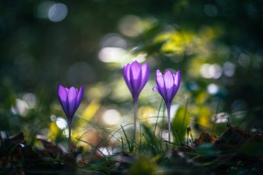 Colchicum Autumnale olarak bilinen sonbahar çiçeği