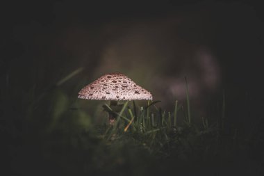Şemsiye mantar (Macrolepiota procera) çim. Sonbahar sezon
