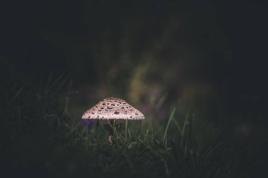 Şemsiye mantar (Macrolepiota procera) çim. Sonbahar sezon