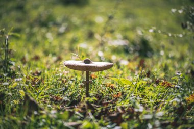 Şemsiye mantar (Macrolepiota procera) çim. Sonbahar sezon