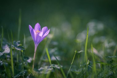 Colchicum Autumnale olarak bilinen sonbahar çiçeği