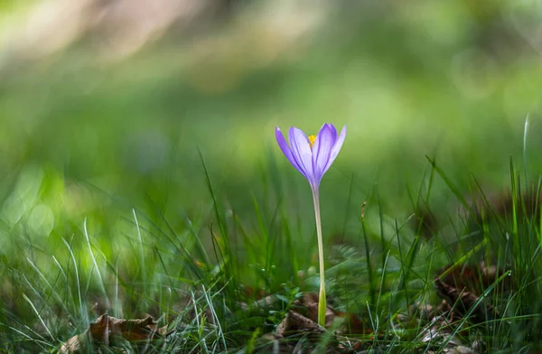 Stock image Autumn crocus flower as known as Colchicum autumnale