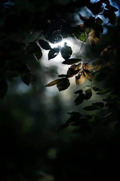 Luce Ambientale Attraverso Gli Alberi Nella Foresta Autunnale — Foto Stock