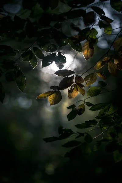 Környezeti Fény Fák Között Őszi Erdőben — Stock Fotó