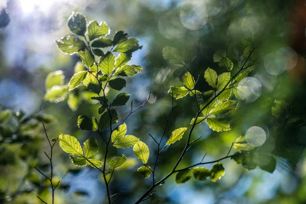Okolní Světlo Mezi Stromy Podzimním Lese — Stock fotografie