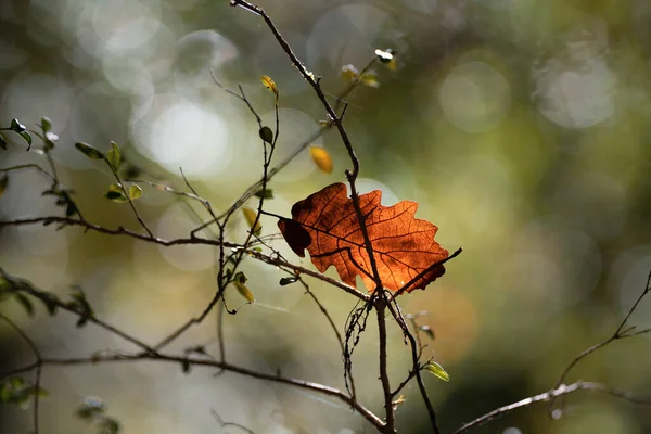 Ambient Światło Wśród Drzew Jesiennym Lesie — Zdjęcie stockowe