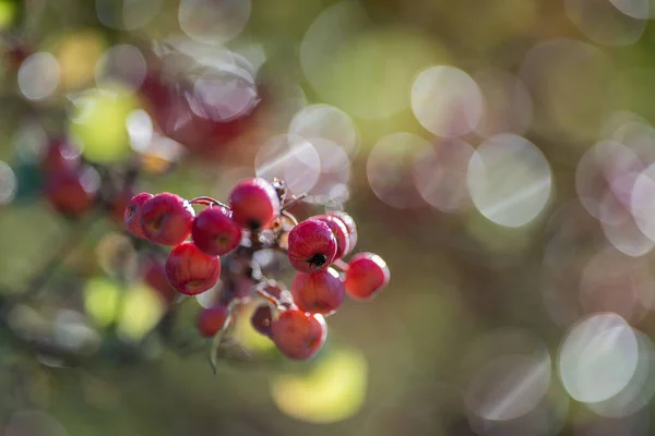 Sierappelboom Rood Schildwacht — Stockfoto
