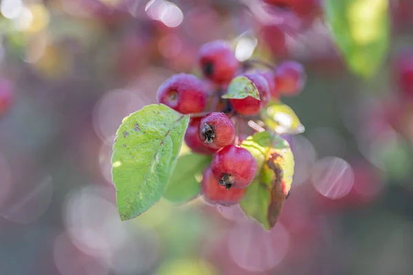 Sierappelboom Rood Schildwacht — Stockfoto