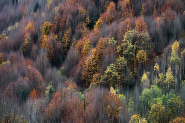 Осенние Цвета Горном Лесу Эффектом Размытия Движения — стоковое фото