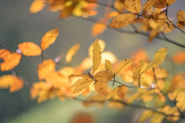 Осіннє Листя Дереві Старовинне Рендеринг Геліос Лінзою — стокове фото