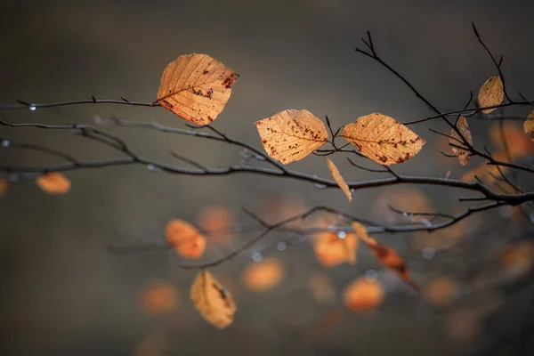 Herbstblattfarbe Regen — Stockfoto