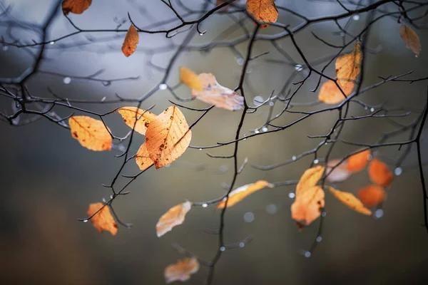 Jesienny Kolor Liści Deszczu — Zdjęcie stockowe