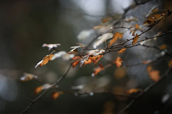 Jesienny Kolor Liści Deszczu — Zdjęcie stockowe