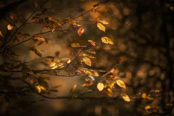 Omgevingslicht Door Bomen Het Herfstbos — Stockfoto