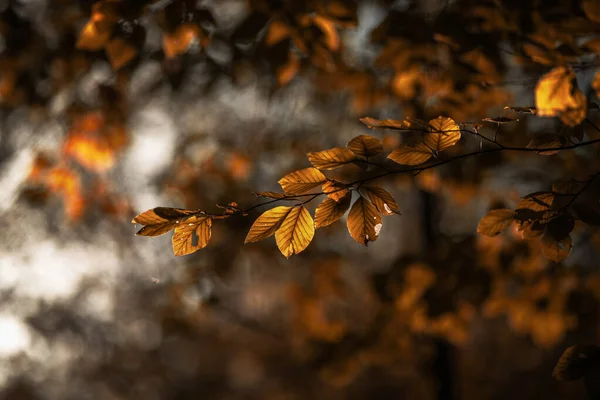 Licht Durch Die Bäume Herbstlichen Wald — Stockfoto