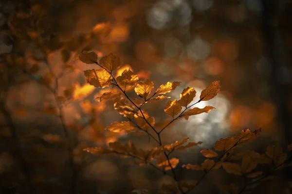 Ambient Light Trees Autumn Forest — Stock Photo, Image